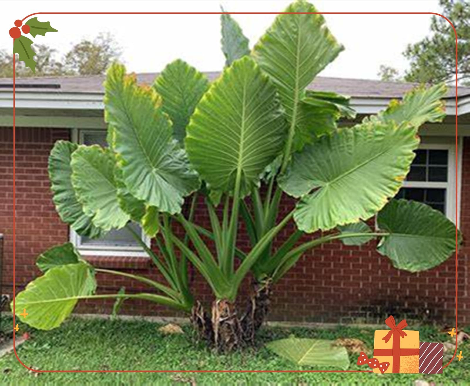 Brilliant Elephant Ear Bulbs Mix for Planting/Professional Planting/Fragrant,Strong Plants That Grow Well/Stunning,Natural Organic/Home Decoration-Garden Displays.-3bulbs-F
