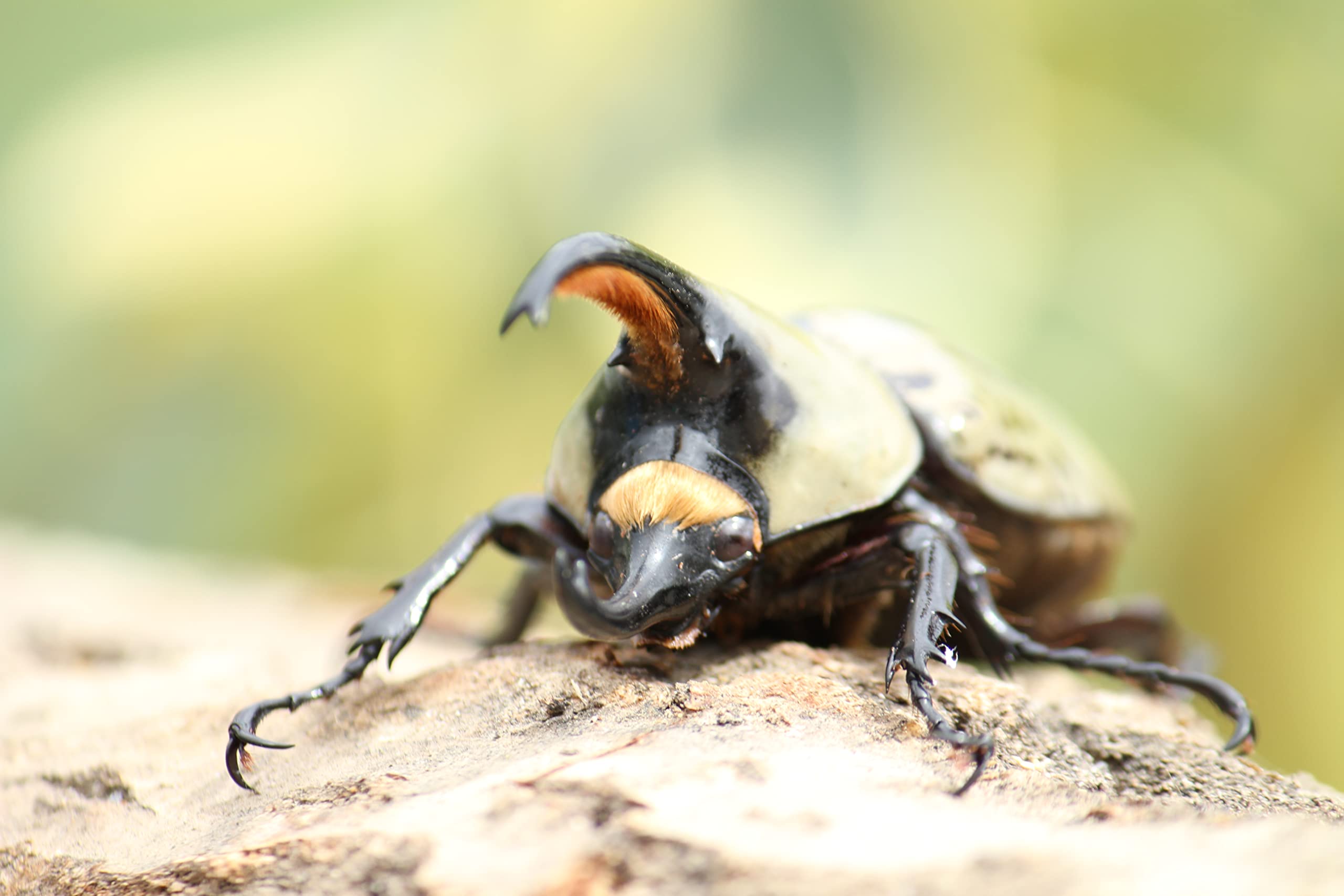 Amazon | 【BIG HORN】グラントシロカブト 成虫 オス メス ペア