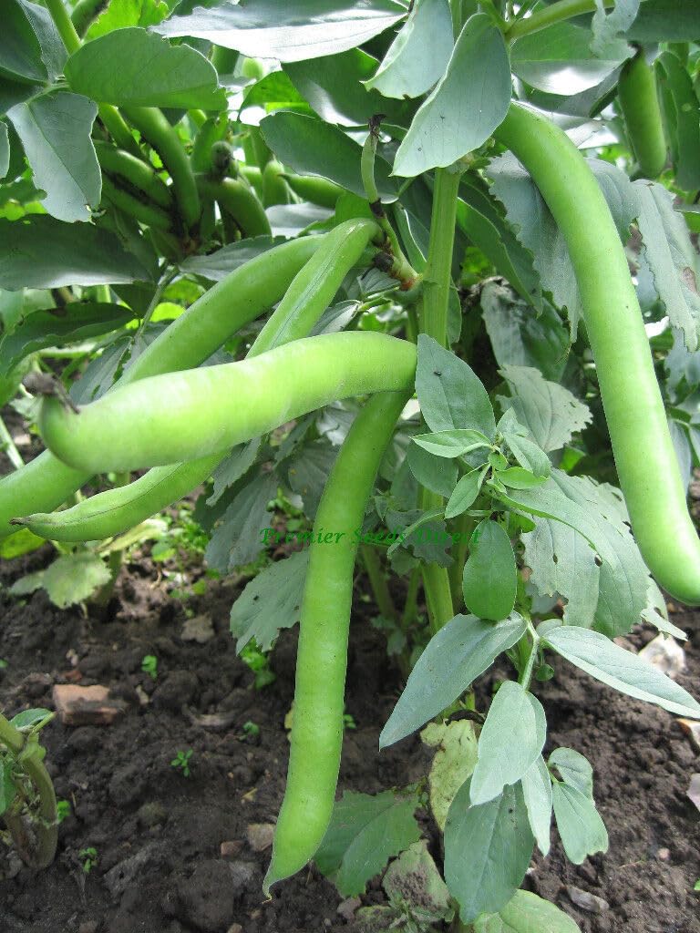 Buy4seeds Vegetable Dwarf Broad Bean Sutton Dwarf 60 Seeds Easy to Grow Garden Yard Patio