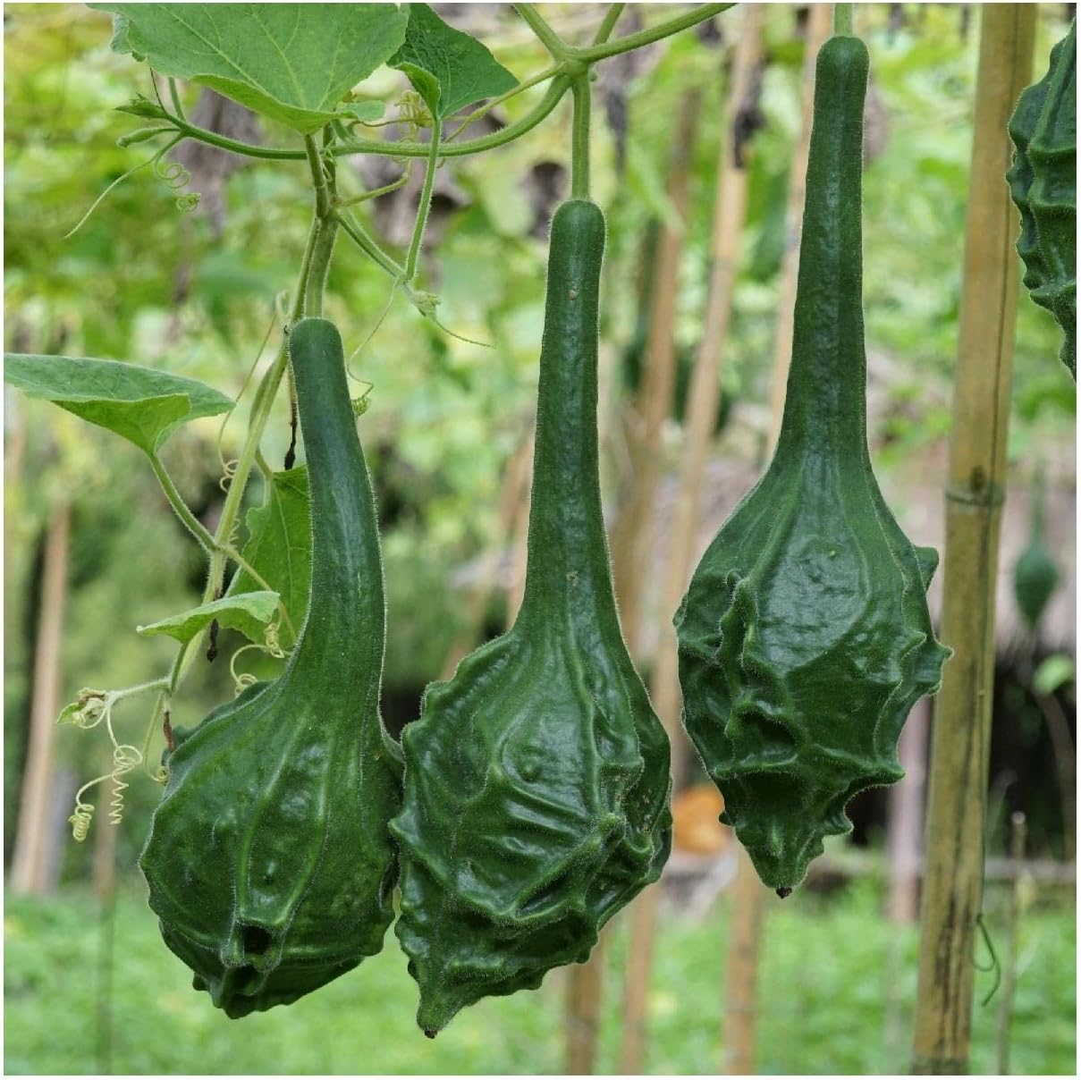 Everwilde Farms - 1/4 Lb Caveman's Gourd Gourd Seeds - Gold Vault
