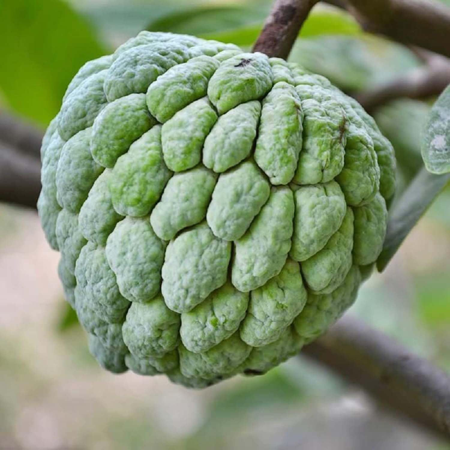 See full amazon price history chart for IXORA Custard Apple Balanagar Green Sitafal Ata Variety Sugar Apple Fruit Grafted Live Plants & Tree(1.5-3 Feet Size) IXORA Custard Apple Balanagar Green Sitafal Ata Variety Sugar Apple Fruit Grafted Live Plants & Tree(1.5-3 Feet Size) (B0BMV9DXQF) Amazon Price History, Amazon Price Tracker