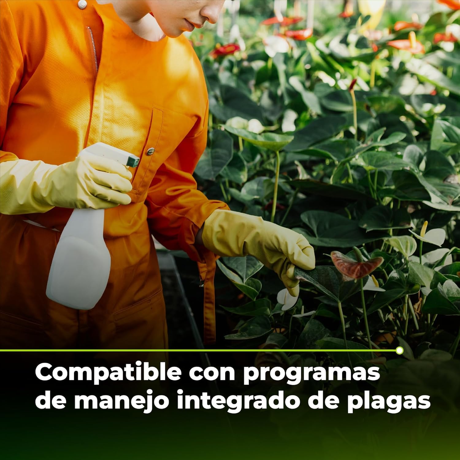 TRABE Pack 5 Bacillus Thuringiensis 40g | Protección contra Orugas Ecológico | Protege Todo Tipo de Cultivos y Plantas de Plagas | Respeta Animales, Medio Ambiente y Personas