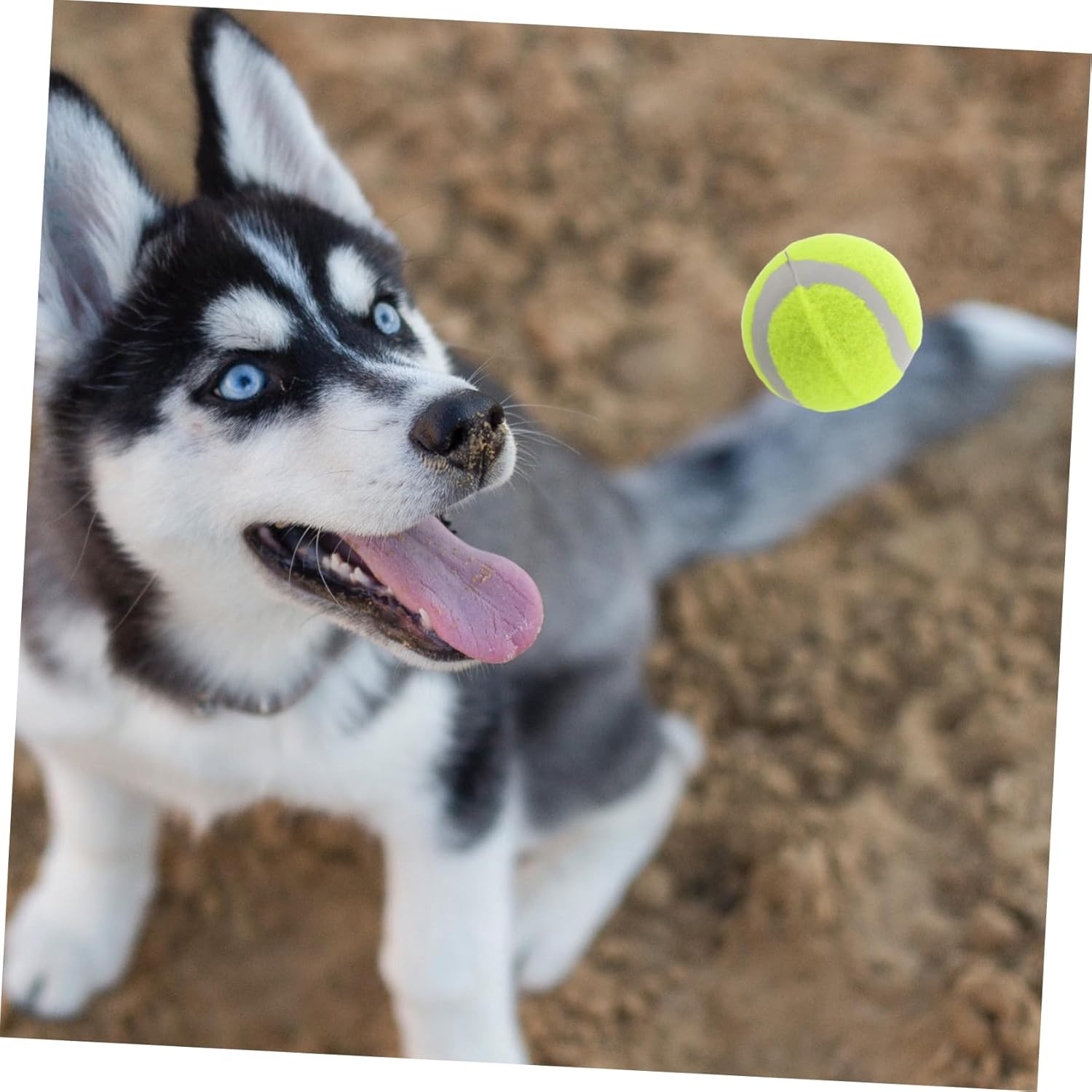 SUPVOX 22pcs Rubber Dog Tennis for Small Medium Large Dogs Interactive Chew Toys for Fetch Training and Pet Supplies for Active Playtime