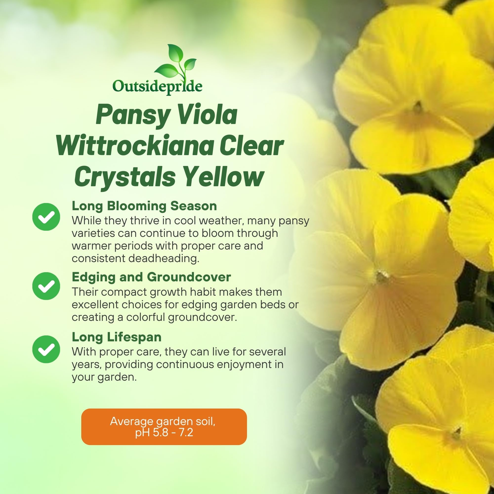 Amazon.com : Outsidepride Crystal Yellow Viola Pansy Seeds for