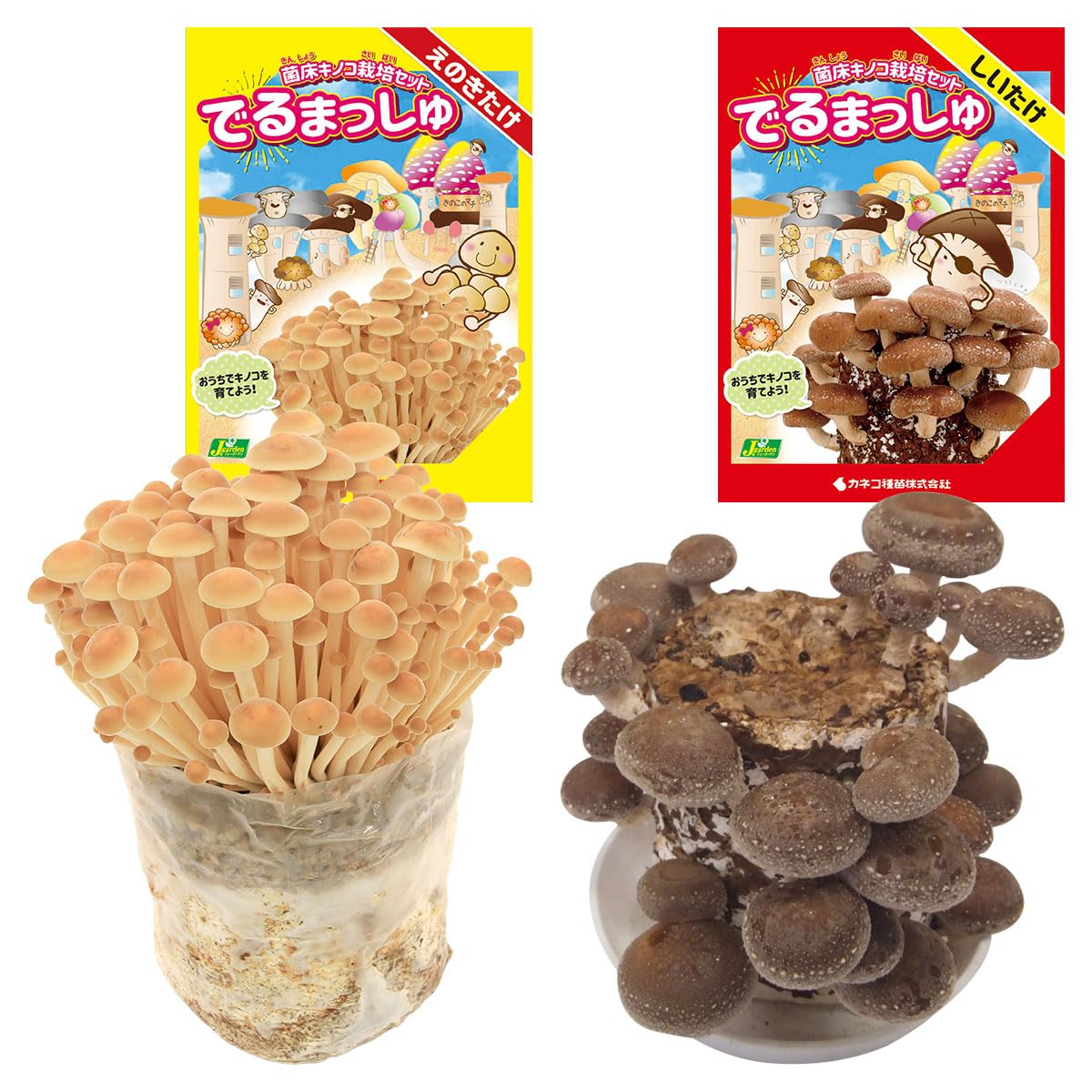 Amazon｜菌床キノコ 栽培セット でるまっしゅ えのきたけ×しいたけ
