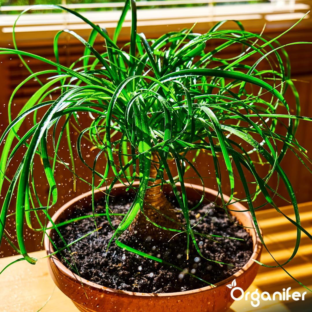 Fertilizante Líquido Orgánico 1L Para Pie De Elefante – Plantas Robusta Y Hojas Lujosas – Organifer