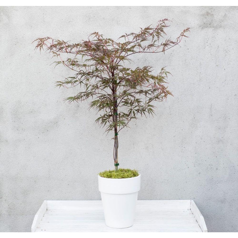 Japanischer Ahorn - Acer 'Garnet'