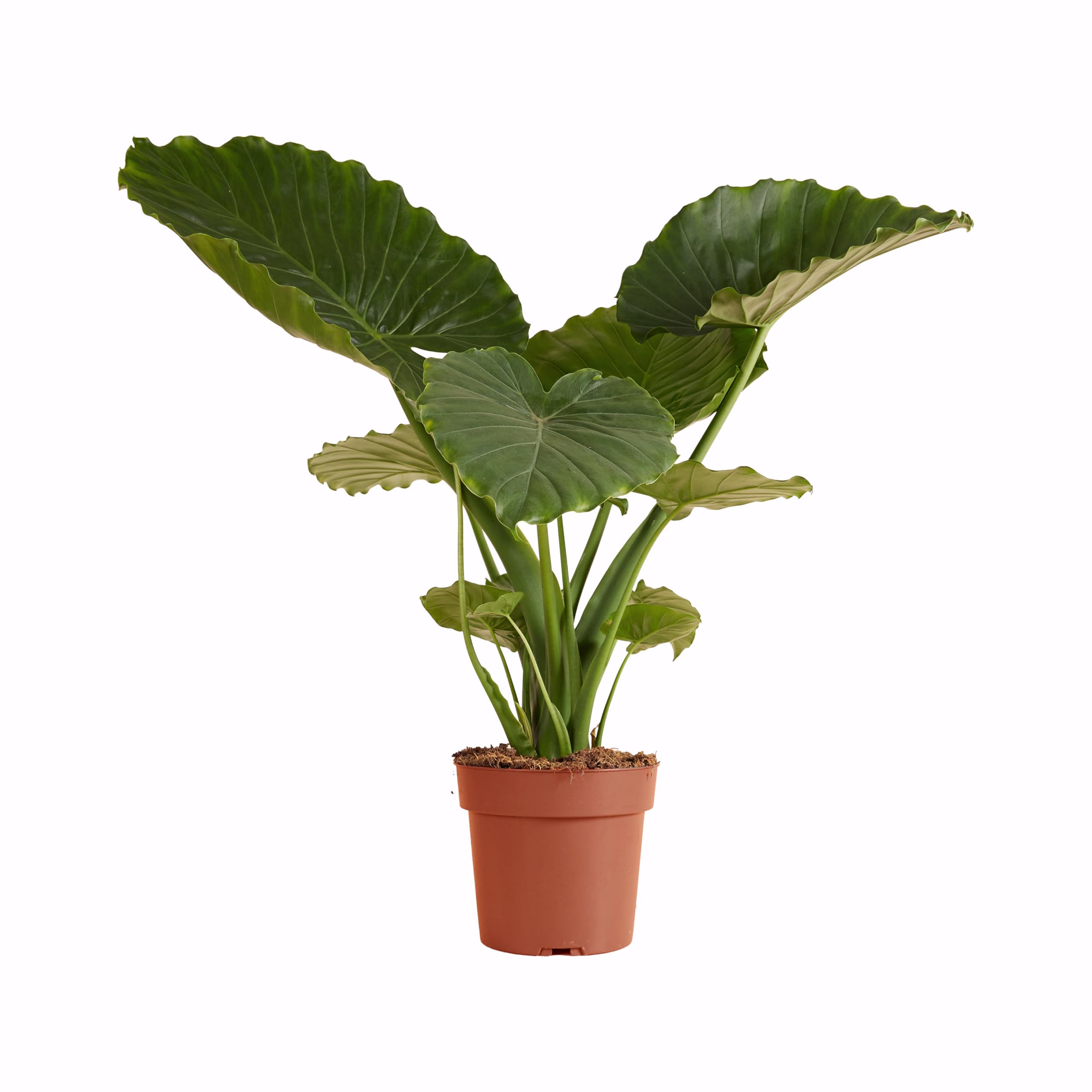 Alocasia Gageana California plante intérieur Oreille éléphant grand pot