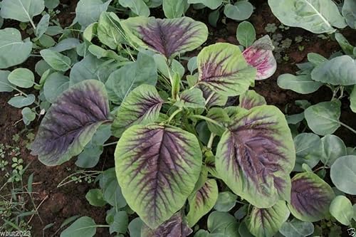 Vista 6 de Semillas de espinacas chinas: amaranto comestible, hoja de rayas rojas, calla roja jamaicana (1000 semillas)