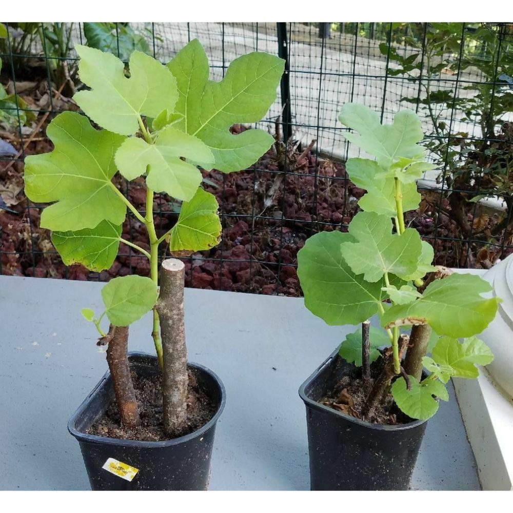 1 Brown Turkey Fig Tree Plant, Fully Rooted Live Plant #NTJ16