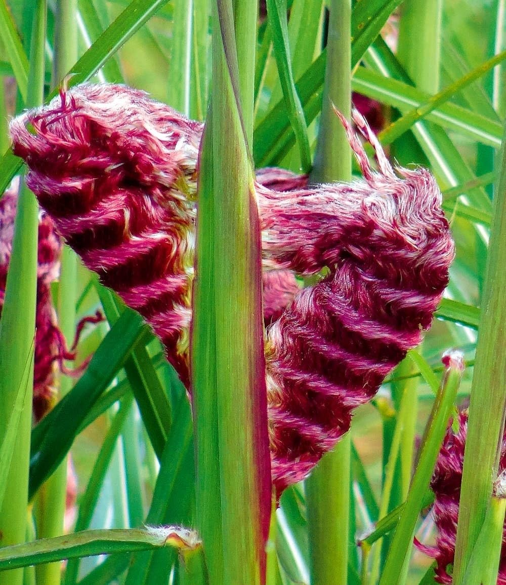 BALDUR Garten 5x Miscanthus Boucle®, Knollen in Größe I