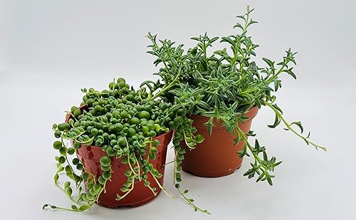 Miniatura 2 de Conjunto de cadena de delfines y cadena de perlas, suculentas raras, plantas vivas en maceta de 4 pulgadas con tierra totalmente enraizada. Fácil