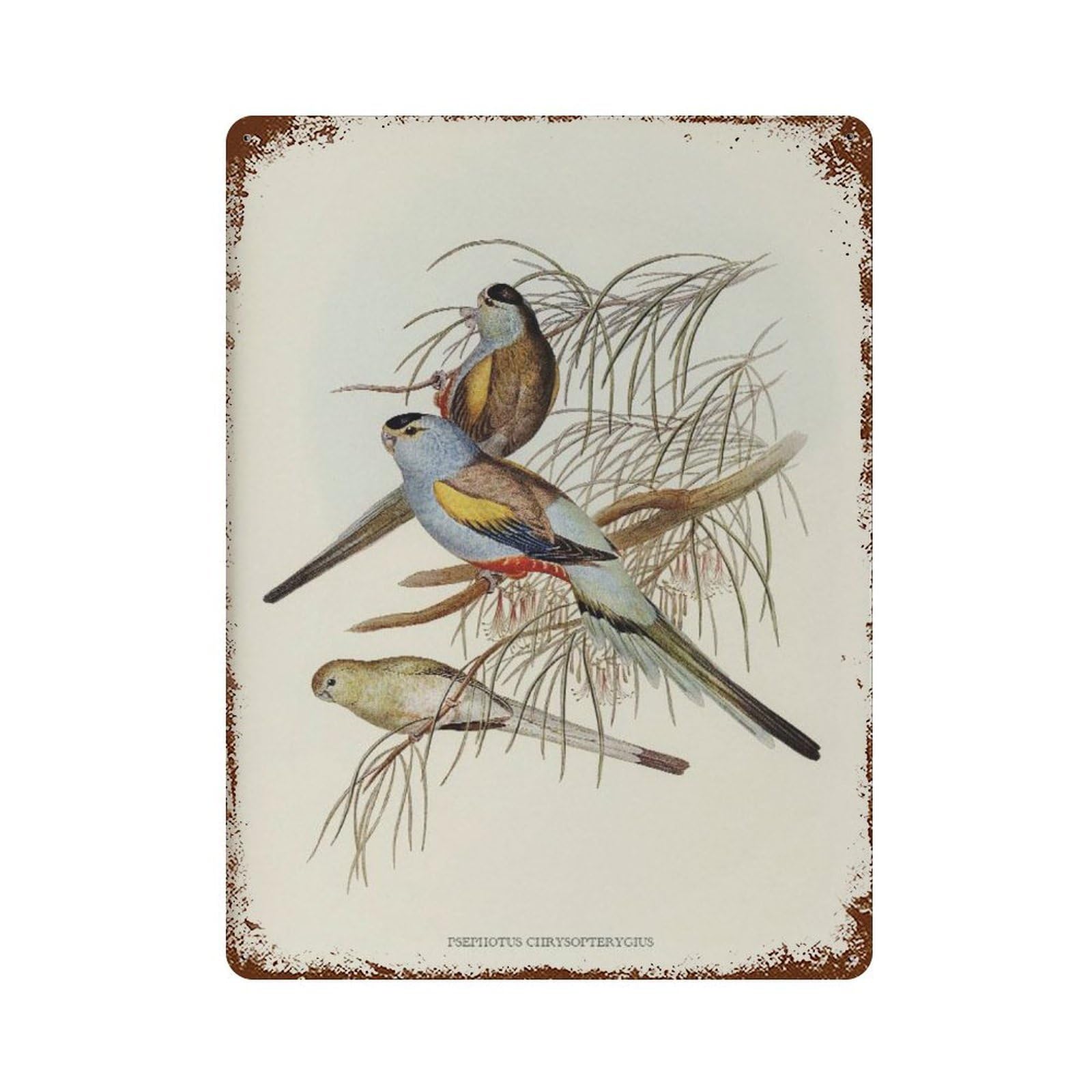 xiaoxiaoshen Vintage Parakeet French Country Bird Decor Wall Decor Art Metal Tin Poster Modern Home Decor Art Home Bar Shop Decorations Vintage Sign 40x30cm