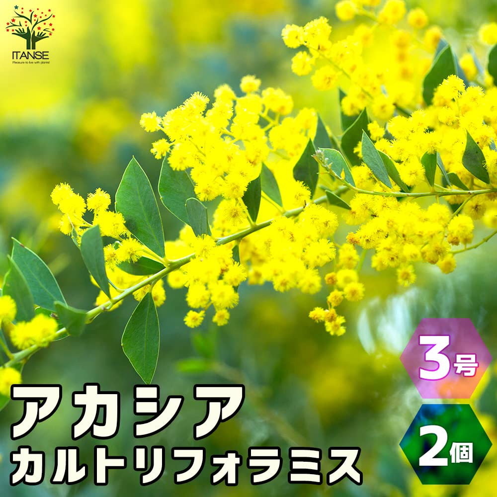 Amazon.co.jp: アカシア カルトリフォラミス (三角葉アカシア) 3号