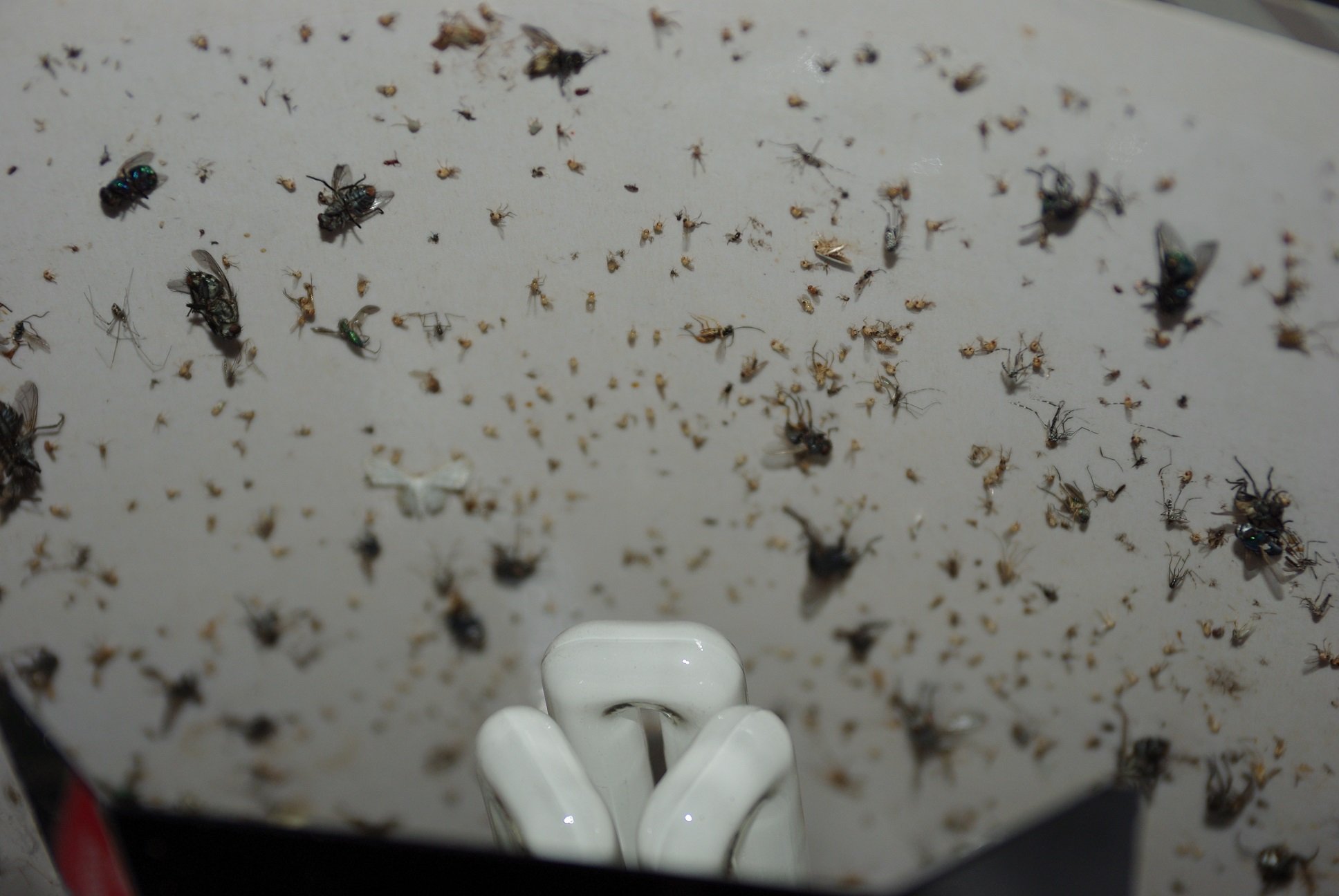 GEA Lampada U.V. con Pannello Adesivo per Insetti Volanti