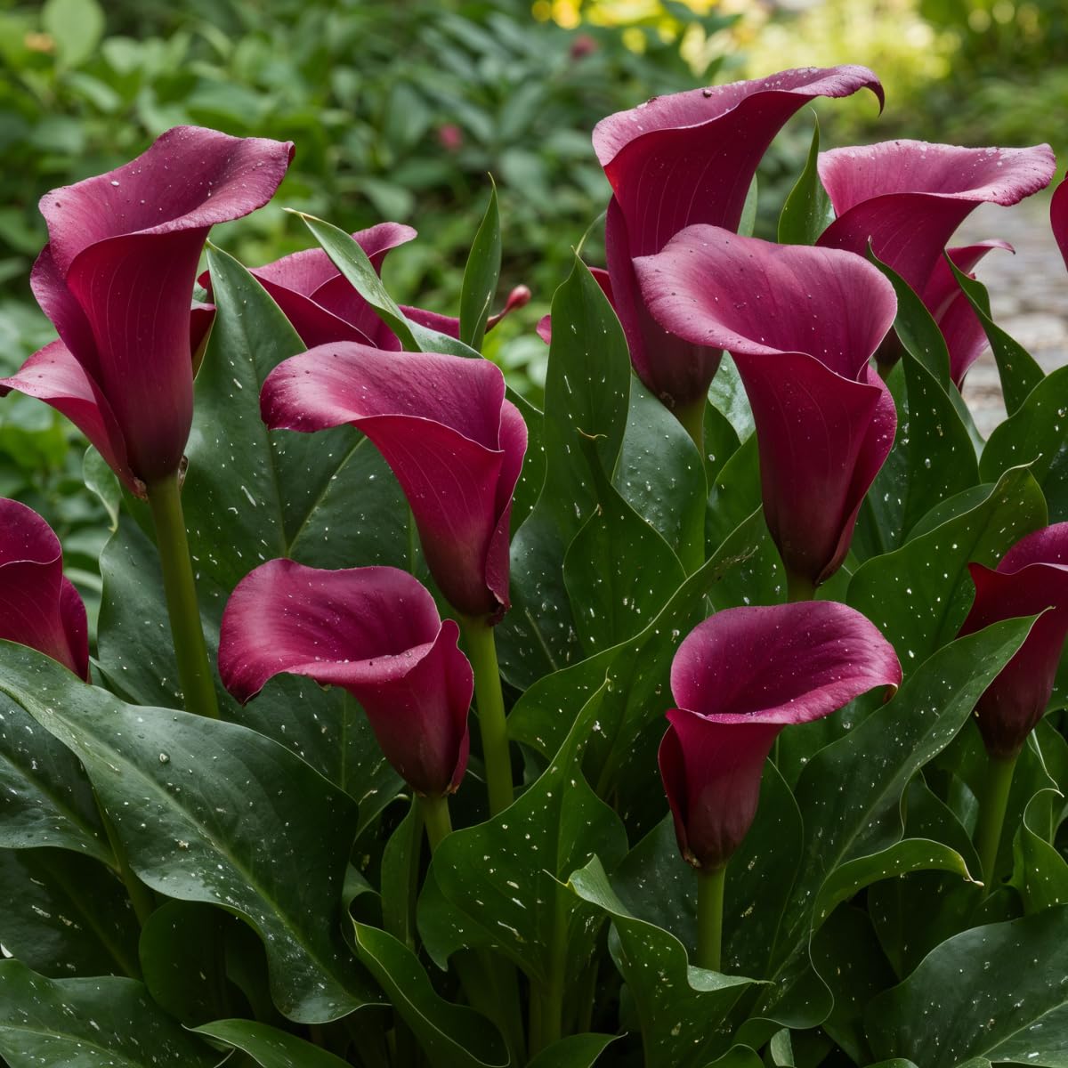 Calla Lilien Zwiebeln Winterhart Mehrjährig - Purple Passion (Lila) Zantedeschia - 5 große Blumenzwiebeln - Echte Pflanzen aus Holland - für Garten und Topf (kein Samen, nicht künstlich)