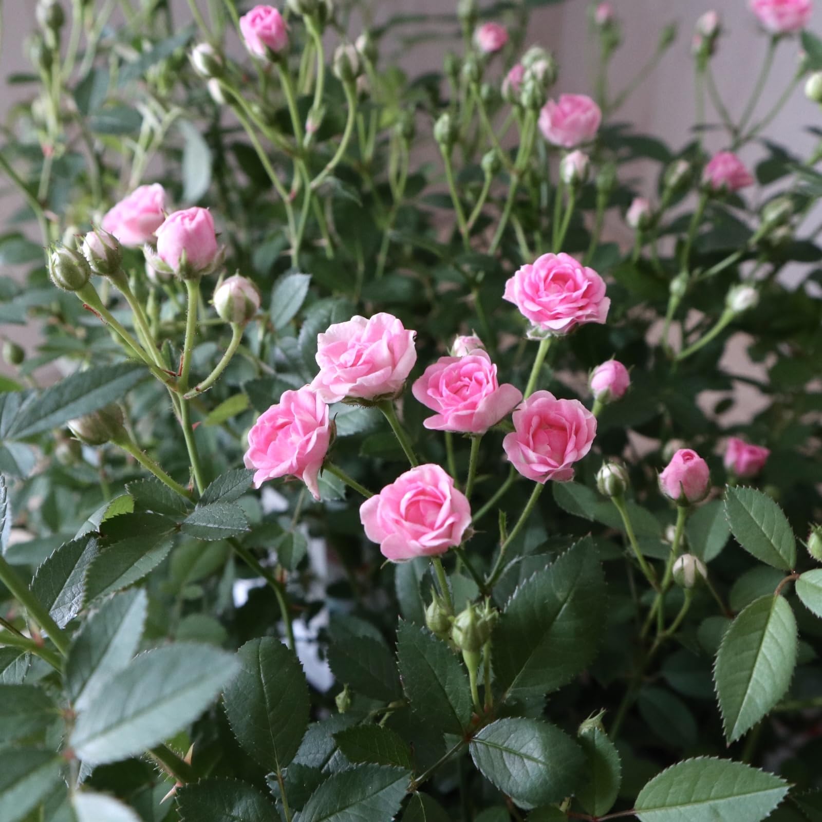 Amazon｜小さなバラ みさき ミニバラ 極小輪バラ｜観葉植物 オンライン通販