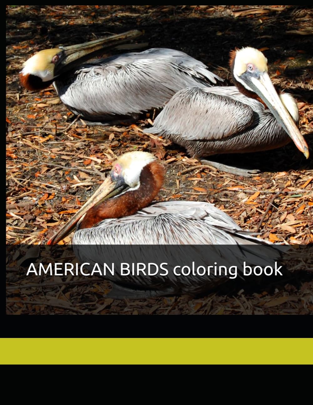 AMERICAN BIRDS coloring book