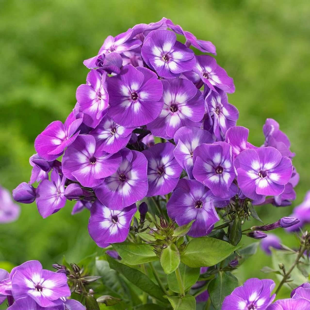 Purple Kiss Phlox Bare Root - Long Blooming Paniculata Phlox Bare Root for Planting - Beautiful and Hardy Perennial Plant - Low Maintenance and Easy to Grow (2 Pack)