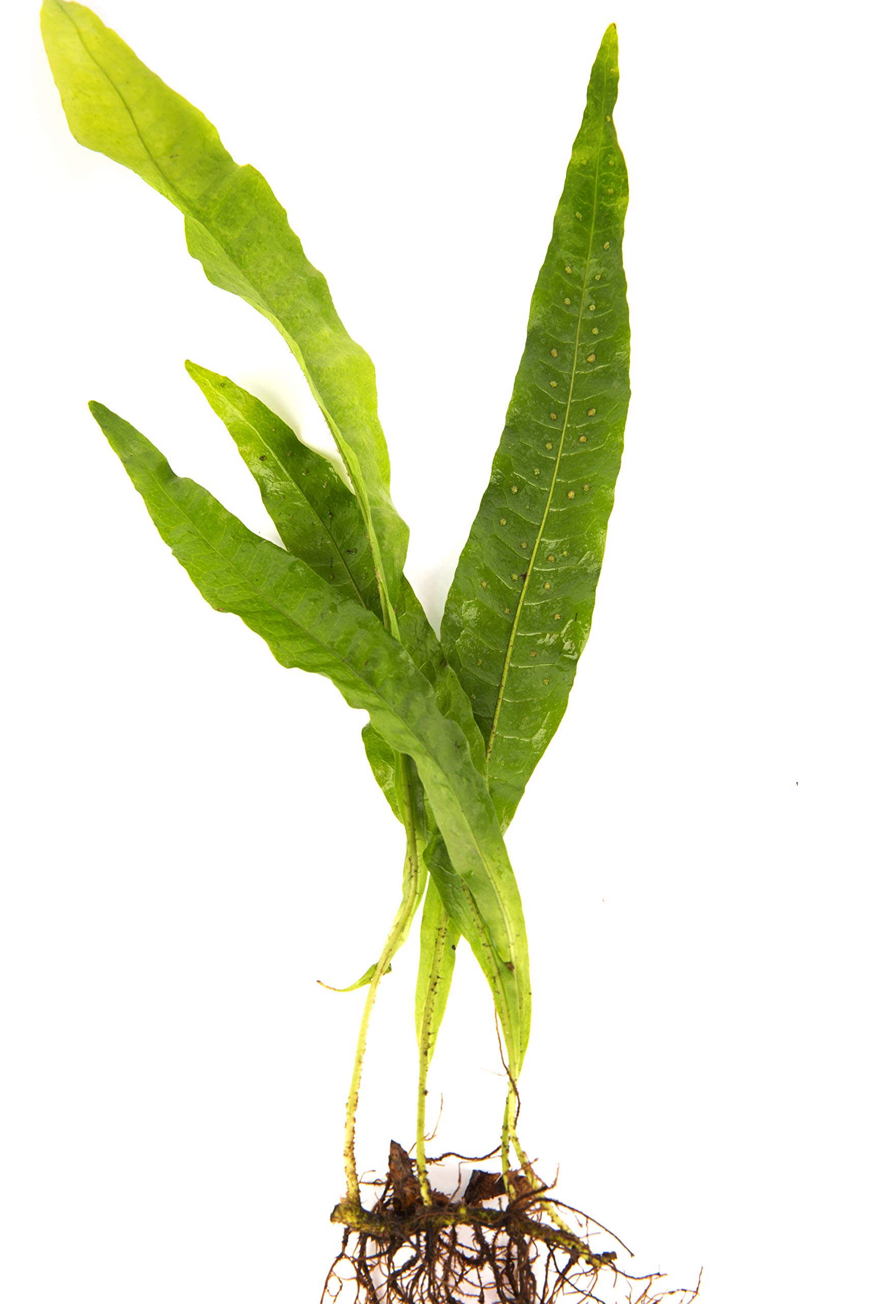 PondPlantsUK Mixed Tropical Live Aquarium Plants (25 Loose Java Fern)