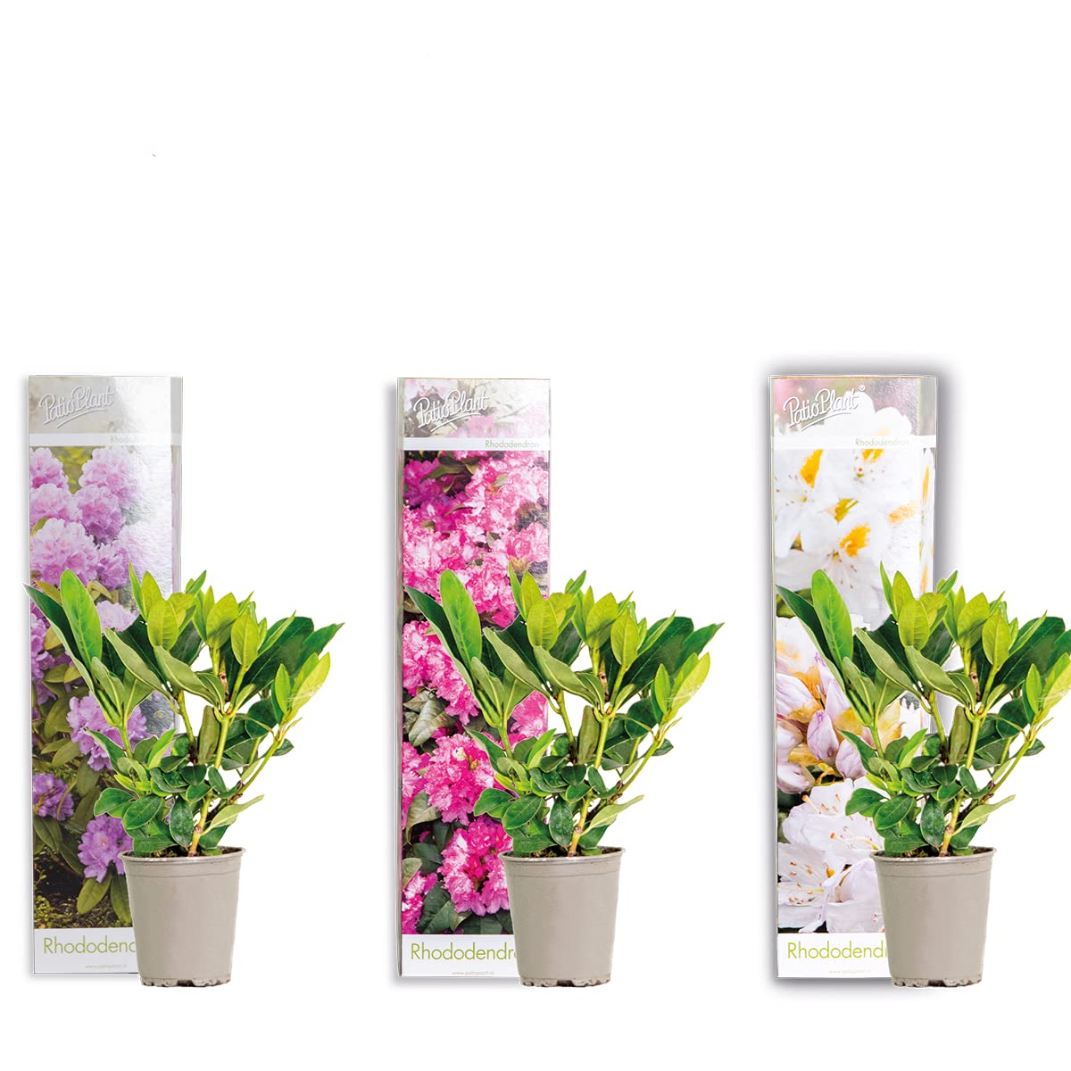 Bloomique - Set di 3 - Rododendro - Viola, Rosa, Bianco - Sempreverde - Resistente al freddo - Piante da giardino - Altezza 15-20 cm - Vaso da 9 cm