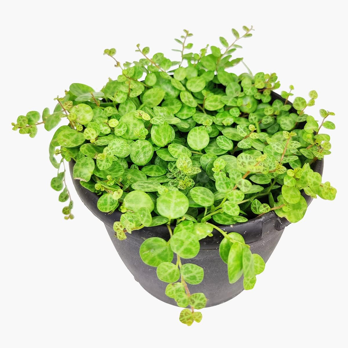 String of Turtles Plants Succulents (4" Pot) - Curio Radicans Plant - Rare Hanging Succulent - Unique Succulent Gift