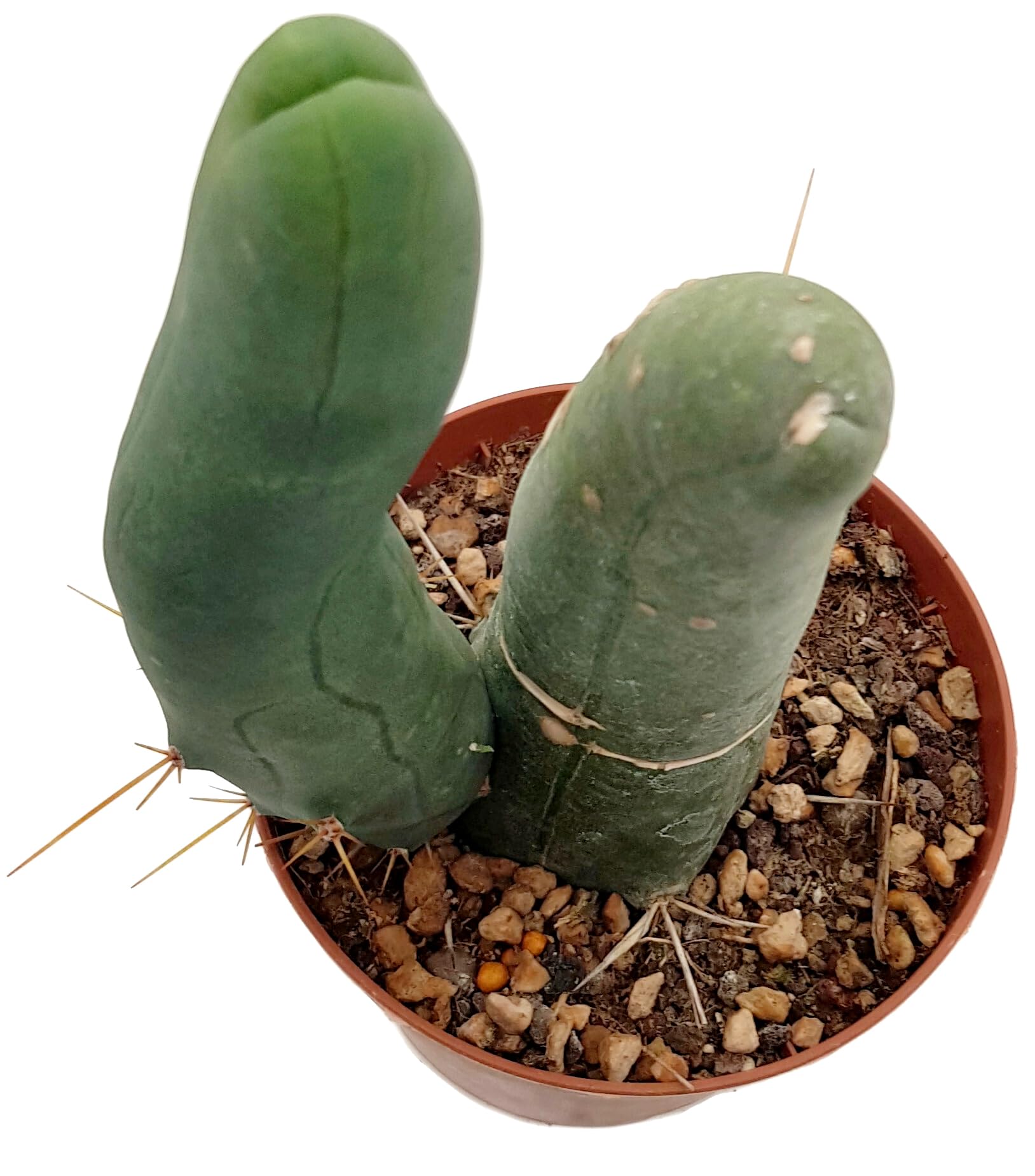Fangblatt - Trichocereus bridgesii f. monstruosa - Penis Kaktus im  10 cm  Topf - exotische Zimmerpflanze - seltene Sukkulente : Amazon.de: Garten