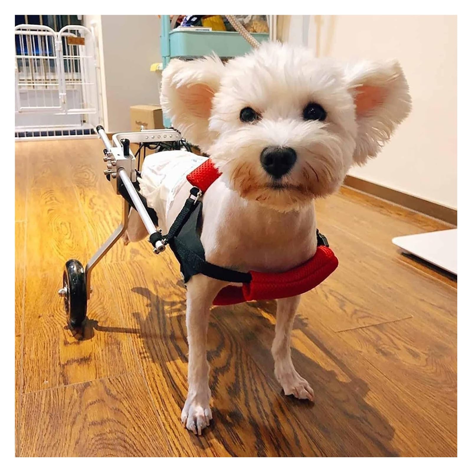 Fauteuil roulant pour chien XS contre la paralysie des pattes arrière