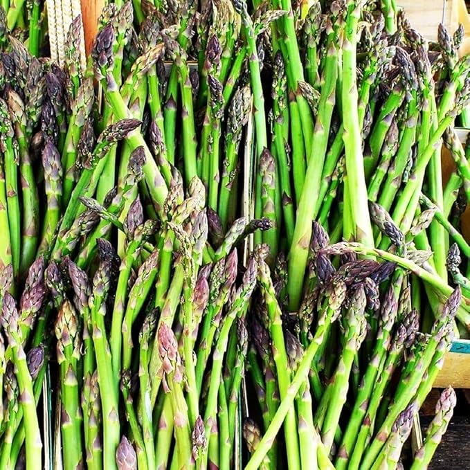 Jersey Giant Asparagus Plants Perennials 12 Pcs Seeds