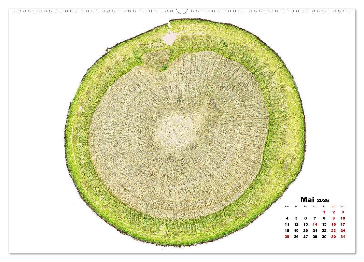 Pflanzen unter dem Mikroskop (Wandkalender 2026 DIN A2 quer), CALVENDO Monatskalender: Eindrucksvolle biologische Aufnahmen - das perfekte Geschenk für einen Gärtner, Floristen, Stundent und Lehrer