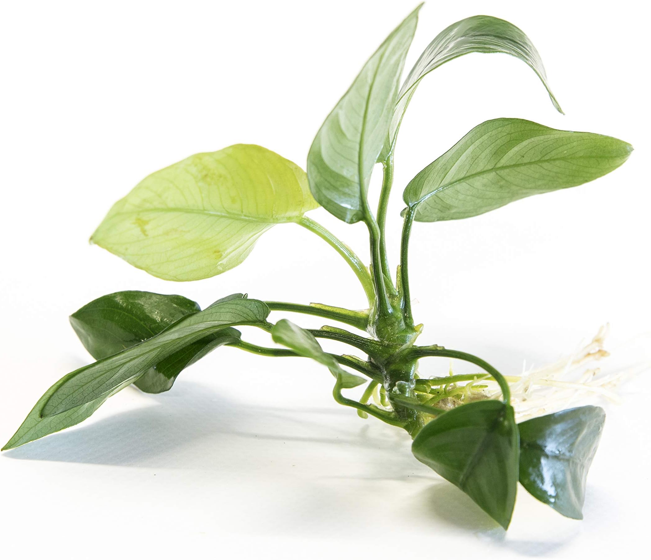 Anubias Barteri VAR Nana- submerged - Aquarium 10 Plants