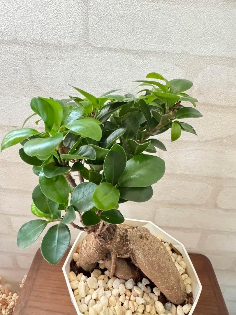 海葡萄 シーグレープ 曲がり 特大 13番 観葉植物 インテリアグリーン