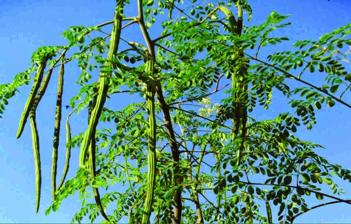 Golden Hills Farm World Highest Yield Moringa Variety Muringa or Drumstick Tree Seeds 50 seeds