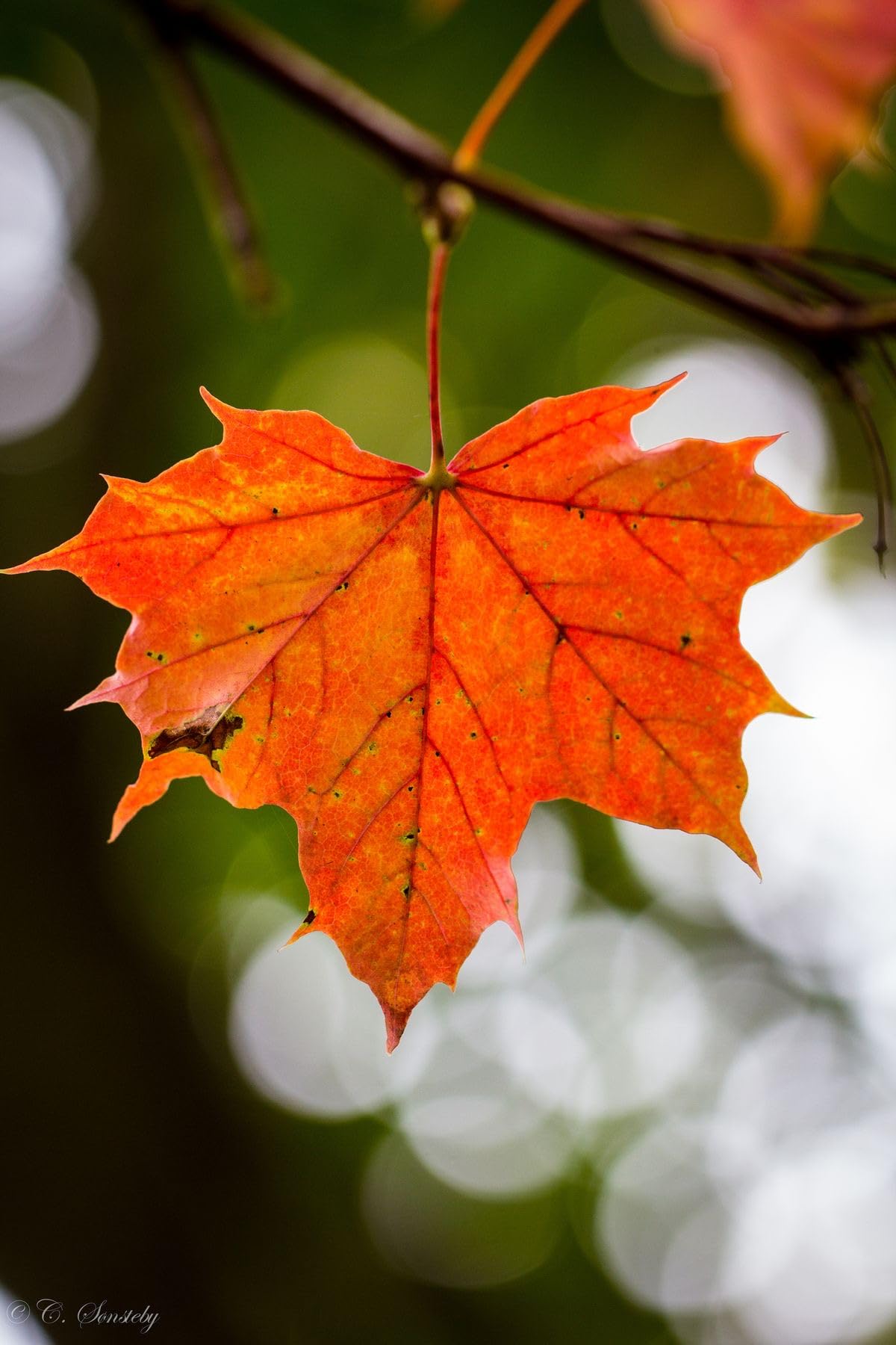 Oakwood Farms ® Maple plants flower seeds for Home Gardening pack of 60 to 80 seeds (ORANGE) (B0D2HLFMW8) Amazon Price History, Amazon Price Tracker