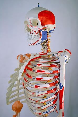 Wellden Product Anatomical Human Muscular Skeleton Model, w/Ligament, Numbered, Life Size 170cm
