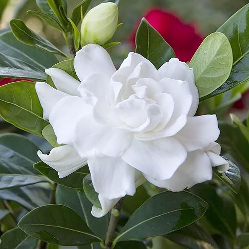 Miniatura 2 de YEGAOL Garden - Semillas de jazmín de capa fragante para interiores y exteriores, hojas anchas, arbustos perennes, resistentes a ciervos, flores