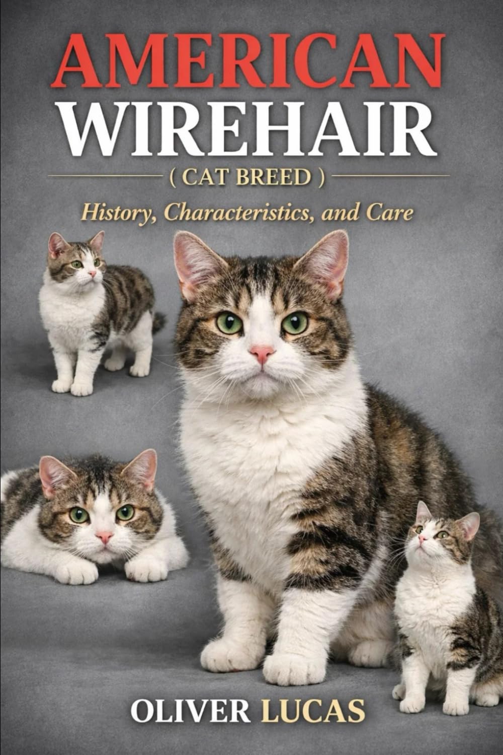 AMERICAN WIREHAIR ( CAT BREED ): History, Characteristics, and Care