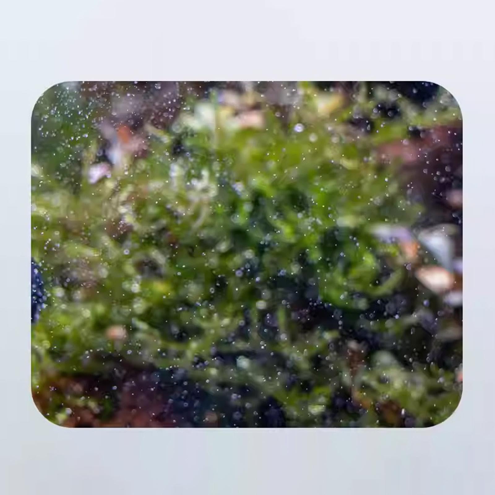 MagiDeal Accessorio diffusore di CO2 per Acquario, Strumento per Acquario, Accessorio Pompa dell'Aria, raffinatore Esterno di CO2 per acquari piantumati, per 12mm