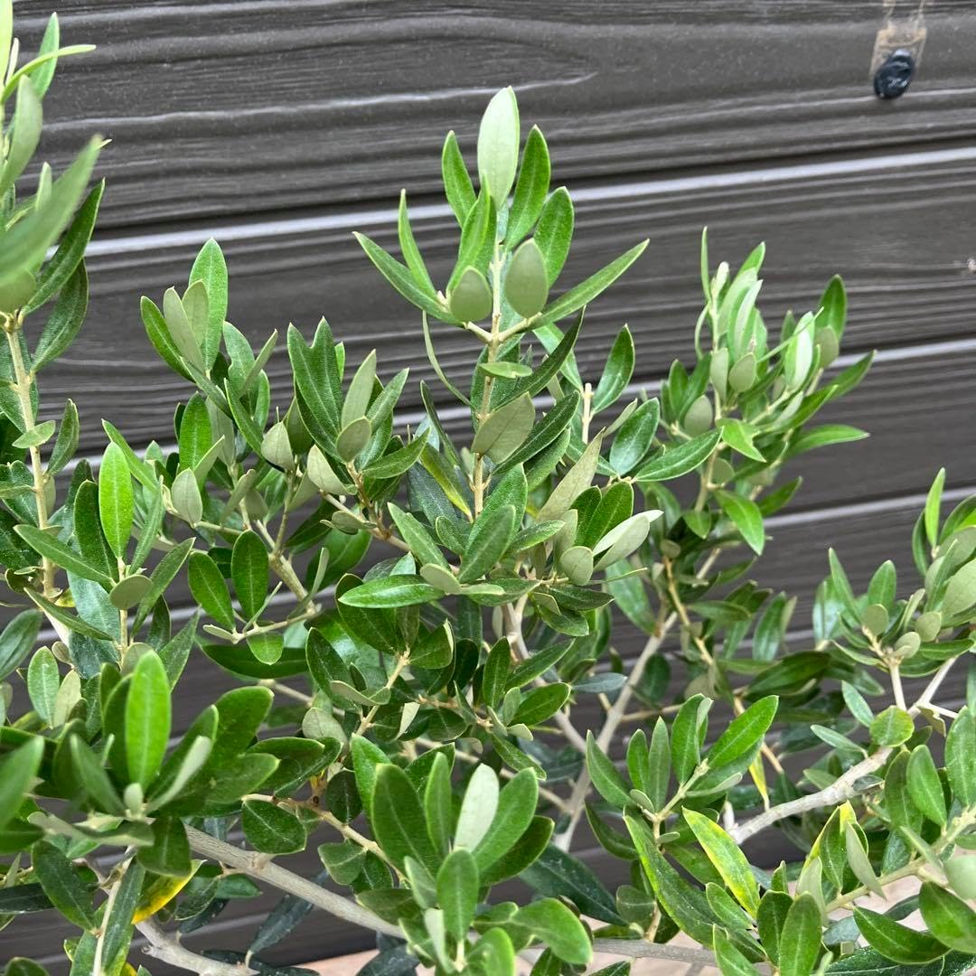 希少 オリーブ オリーブの木 カヨンヌ 7号 鉢下から高さおよそ90cm 小倉