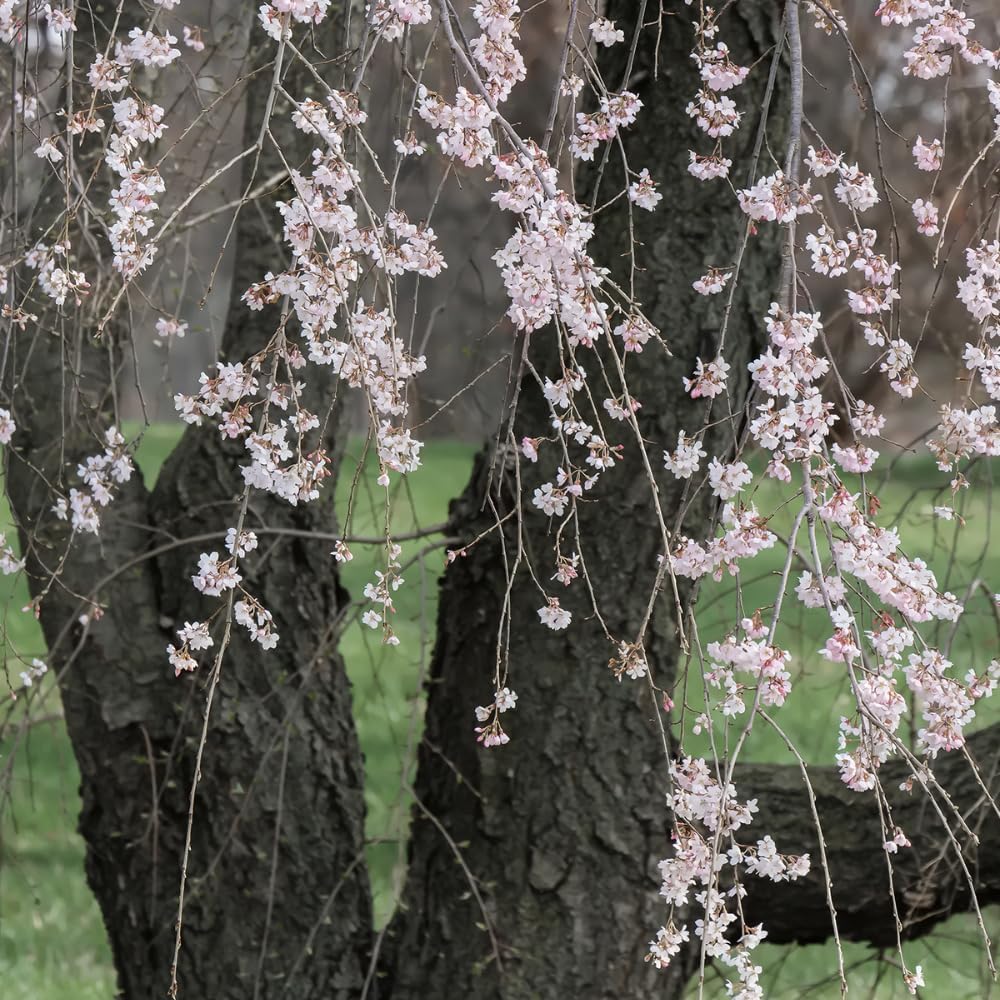 Cherry Flowering Tree, 5 gal. (Weeping Yoshino) (Due to Agricultural Laws, we Cannot Ship to CA, AZ, AK, or HI)