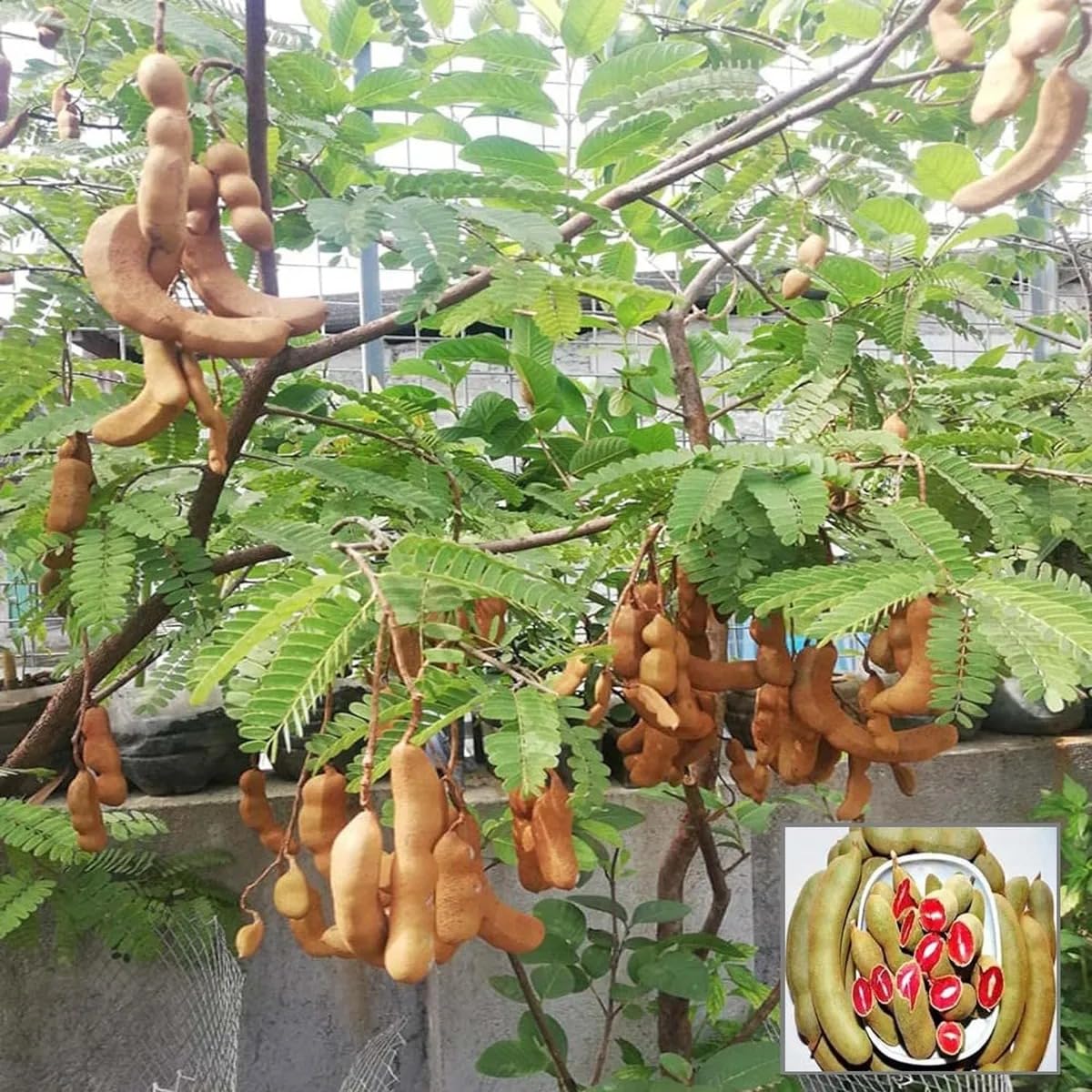 Live Imli Plant (Tamarindus Indica) - Healthy Grafted Sweet & Tangy Tamarind Fruit Plant | Fast Growing Hybrid Imli Sapling for Home Garden & Backyard | Hardy Evergreen Fruit Tree-image-2