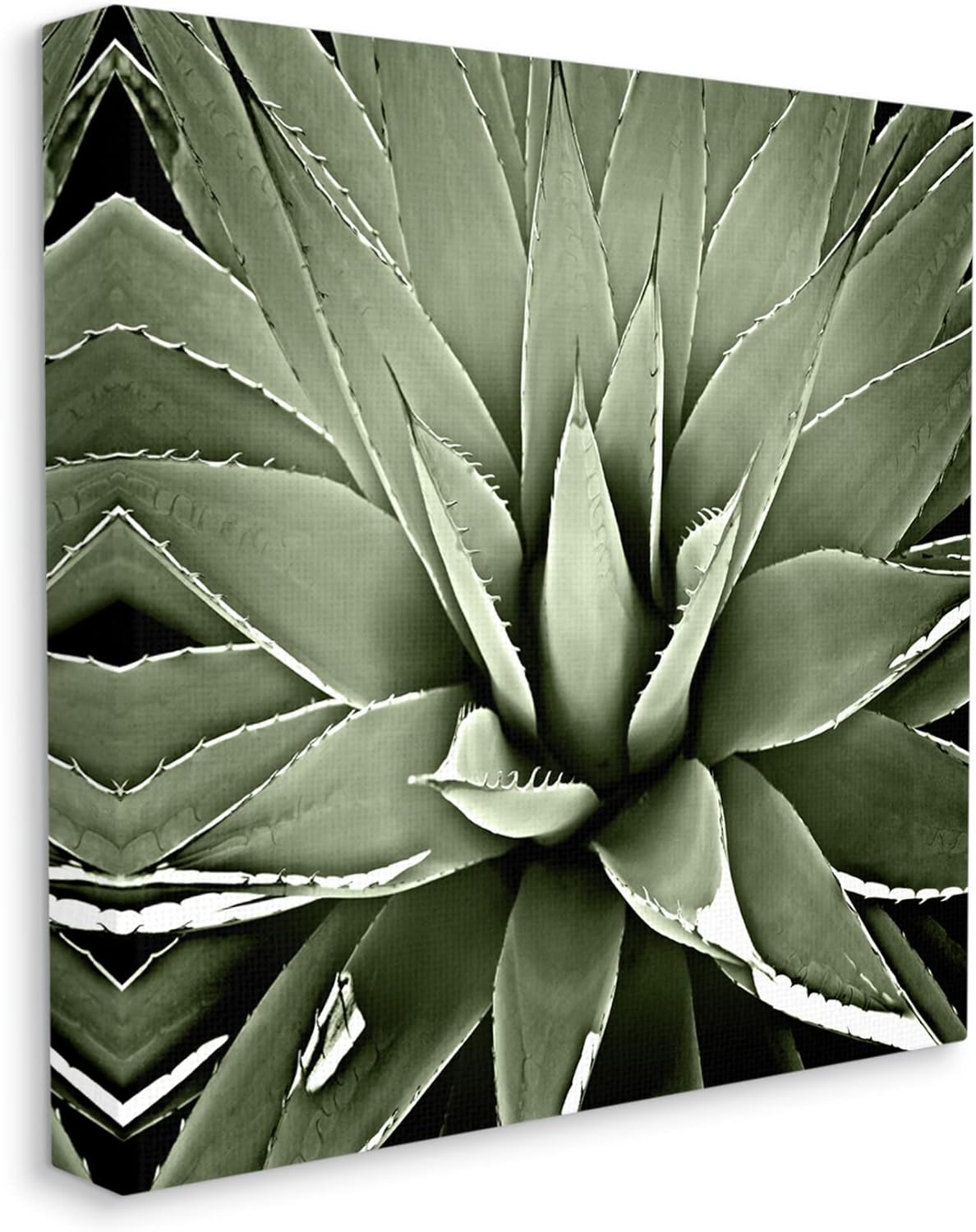Stupell Industries Succulent Plant Lush Leaves Canvas Wall Art, Design by Lindsay Benson