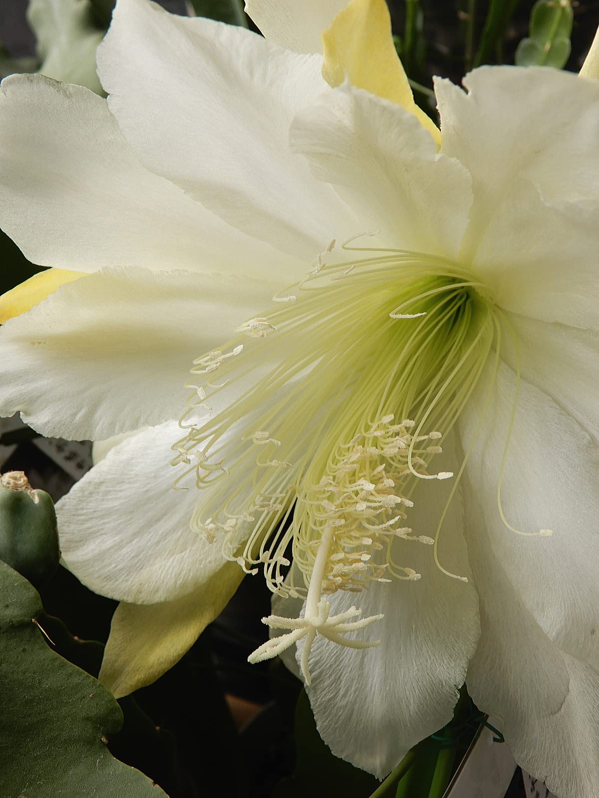 Amazon.co.jp: クジャクサボテン ホワイトマジック（5号）孔雀サボテン