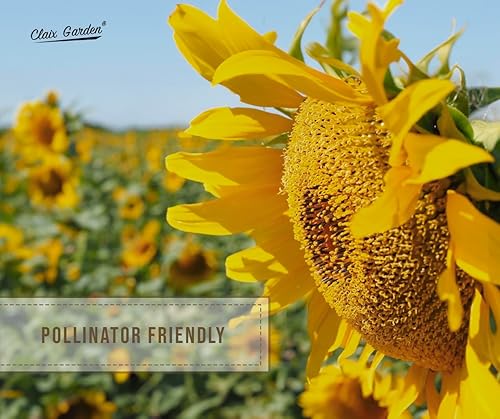 Miniatura 7 de Semillas de girasol gigantes para plantar, color gris mamut, 75 semillas, 100% sin OMG, polinizado abierto, atrae colibríes, abejas y mariposas