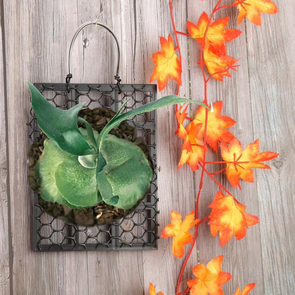 Staghorn Fern Mounting Board Hanging Wall Planter Plant Holder Plant Holder for Plants, Garden Home Decor, Indoor Outdoor Use(22 * 16CM)