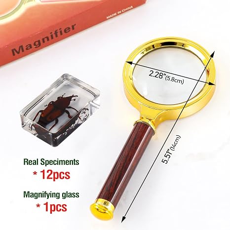 12 pcs Insect in Resin Specimen, Bugs Collection Paperweights Animal Specimen, Bug Preserved in Resin for Scientific Education