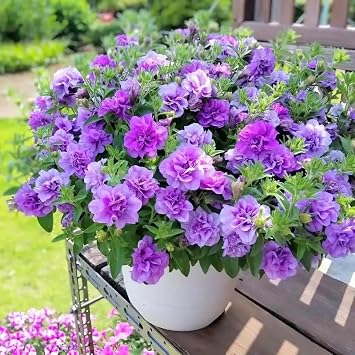 Petunia Seeds Mix 1000pcs- Vibrant Multi-Color Blooms for Pots, Hanging Baskets & Borders, Fast Growing Flowers to Attract Butterflies, Beginner-Friendly Garden Starter Pack