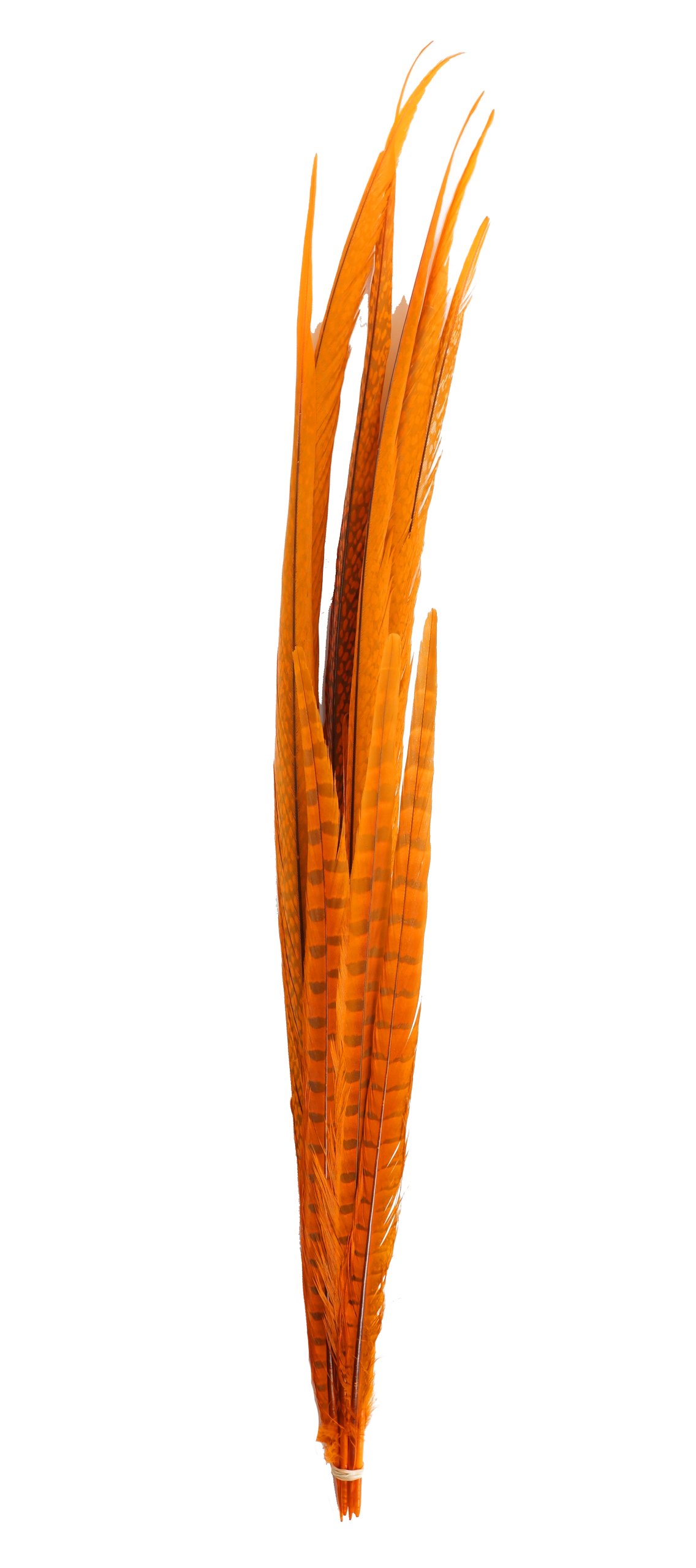 Zucker Feather Products Bleach/Natural Pheasant Feather Tails, 16 by 30-Inch, Dyed Orange