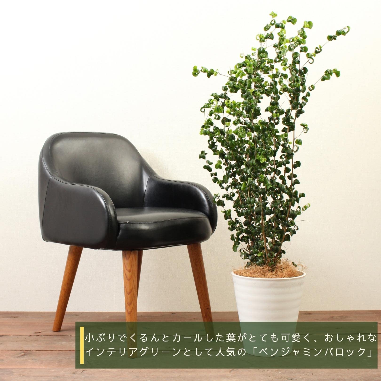 Amazon｜フィカスベンジャミナバロック 8号 受け皿付 【観葉植物 本物