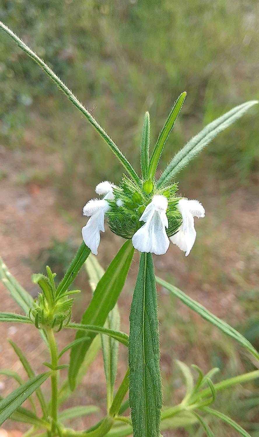 Chillatai® Dronapushpi Medicinal Plant Seeds Pack of 30 Seeds (B0BYFG6H55) Amazon Price History, Amazon Price Tracker
